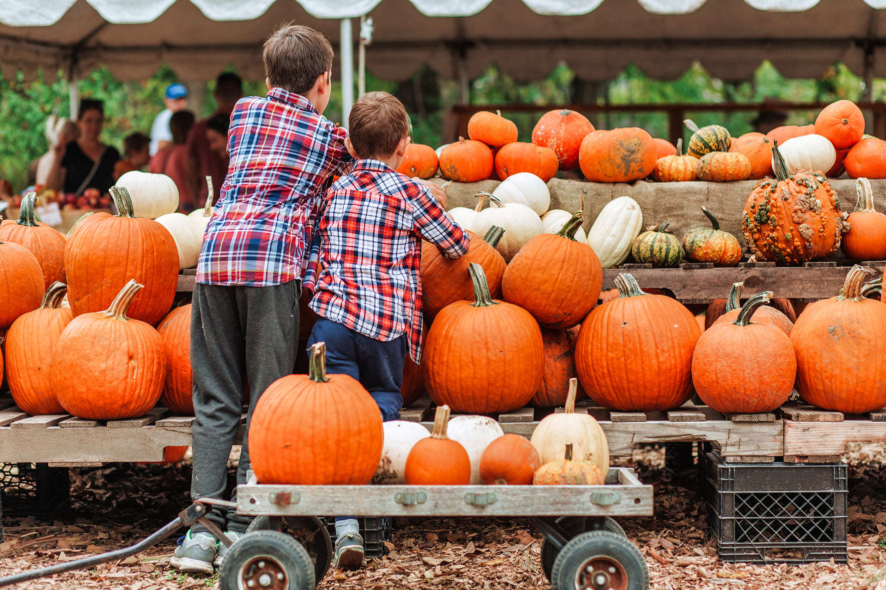 2 boys in flannel play by a stack of pumpkins.